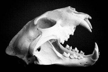Fototapeta Dead mammal animal skull obraz