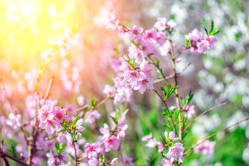 Peach Blossom. flowering tree on a sunny day in the background. Selective focus. Beautiful pink peach blossom on green garden.