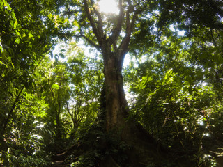 Obraz premium Big tree in the forest