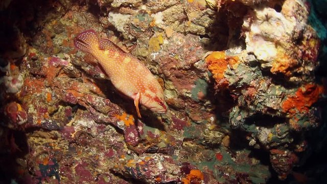 A coral grouper or plectropomus leopardus was visiting cleaner shrimps. Cleaner shrimps or Lysmata Amboinensis on rocks at the sea bottom. 
