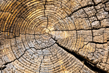 cut end of a log showing the concentric pattern created by the growth rings. Wood texture of cut tree trunk close-up. Close-up of a slice of a elm tree trunk.