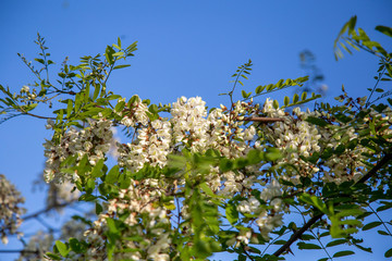Robinia pseudoacacia in piena fioritura