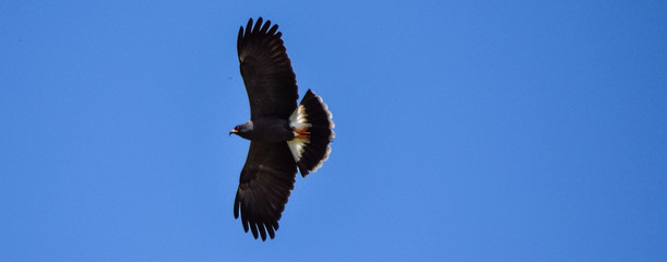 bird of prey