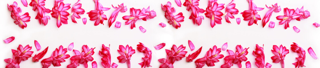 Scattered flowers spread out wide frame pink colorful