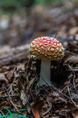 Small red toadstool in the forest