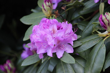 Rhododendron catawbiense is in bloom perfectly