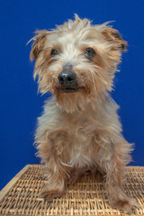 close-up portrait yorkshire dog making beautiful expressions in studio with blue background, portrait of small dog with lightly combed hair, with natural light and face with expression