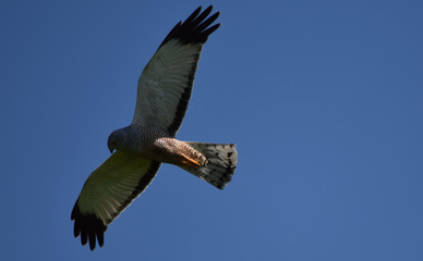 eagle in flight