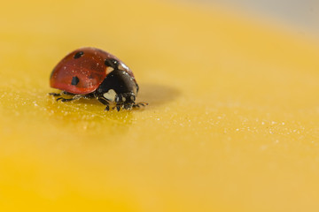 Ladybug on plastic lid macro.