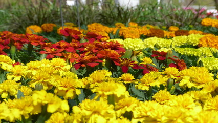 Close up of Yellow, Orange and Red, Marigolds in Sunshine