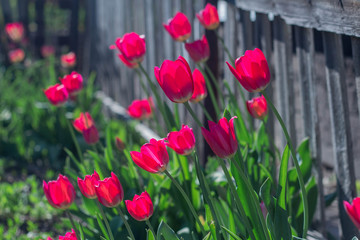 spring red tulips on the background of the fence