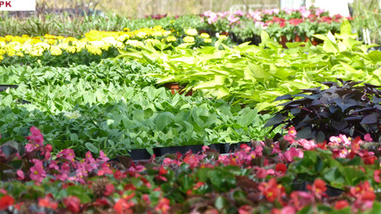 Plants at an Outdoor Garden Center