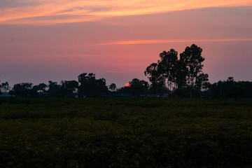 Sunset view of a small Indian village infront of green crops field with beautiful mist cloudy sky 