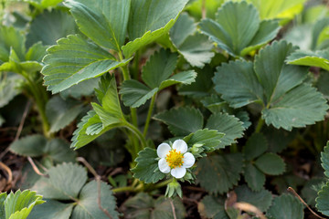 Spring blooming strawberry grows on the bed