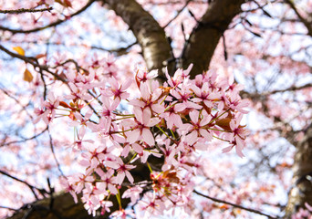 Cherry tree blooming in spring, Tammisaari, Finland