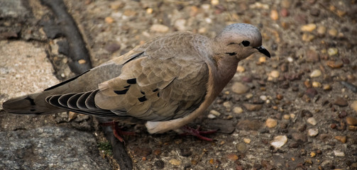 dove on the beach