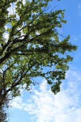 CHENE PUBESCENT - QUERCUS PUBESCENT