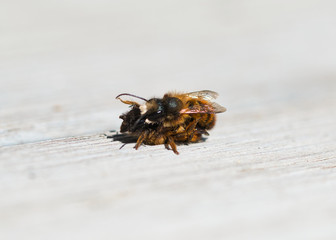 Wild mason solitary bees mating macro, two hairy insects on a wooden deck in the bright sunlight in the spring garden