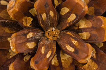 Stone pine pinecone.