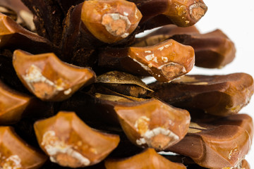 Stone pine seed in pinecone.