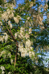 Robinia pseudoacacia in piena fioritura