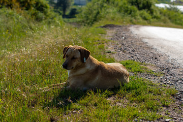 flowers, huts and trees grown in the garden