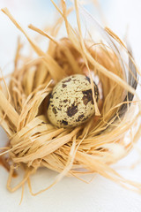 Vertical frame with quail egg in a nest of wood shavings on a white background.