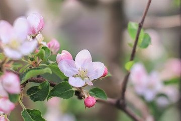 Fototapeta na wymiar Pink flowers of apple tree. Blooming apple tree. Delicate flowering in the spring.