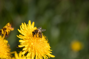 Honigbiene auf einer Löwenzahnblüte