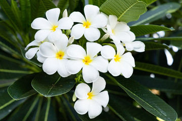 White Frangipani flowers in the garden.