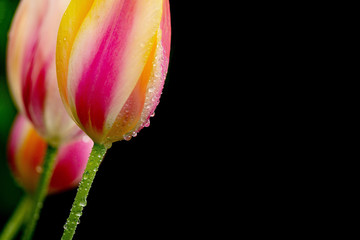 Tulip ona black background.