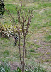 a small yellow bird on a plant