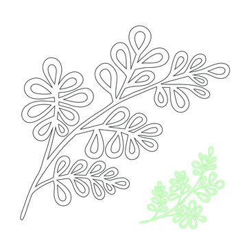 Tropical leaves hand drawn vector sketches set. Exotic plant, black ink illustrations. Outline floral design, plumeria, palm trees, ficus, fern. Monochrome floral postcard design elements for coloring