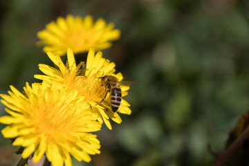 Honigbiene auf einer Löwenzahnblüte