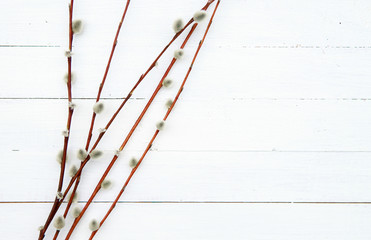 Willow branches on a white background, composition. Floral spring background. Flat lay, space for text.