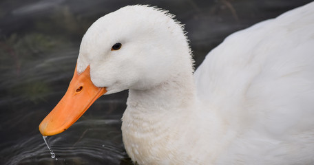 portrait of a white duck