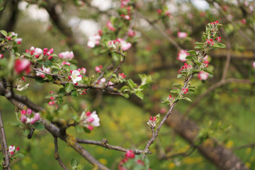 Spring flowering apple tree. Branch pink flowers apple tree on background of spring garden