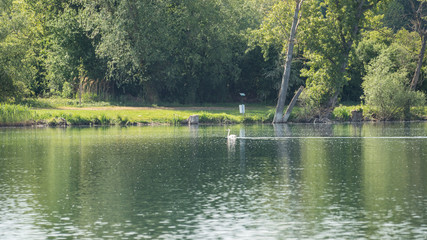 Photography of a white swan in the lake