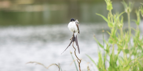 great crested grebe