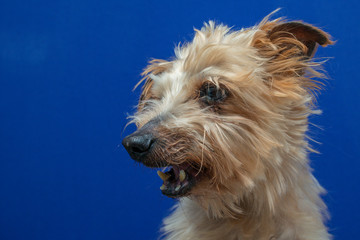 close-up portrait yorkshire dog making beautiful expressions in studio with blue background, portrait of small dog with lightly combed hair, with natural light and face with expression