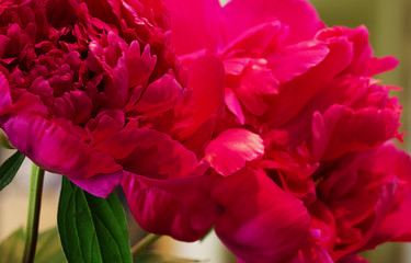 A close-up image of peonies to be used as a background