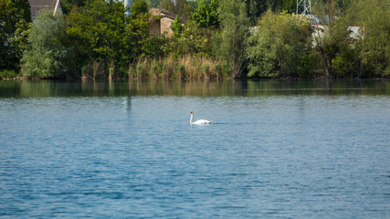 Photography of a white swan in the lake