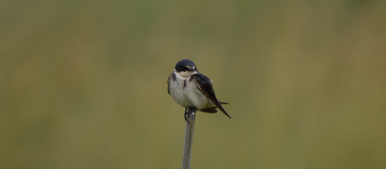 blue tit on branch