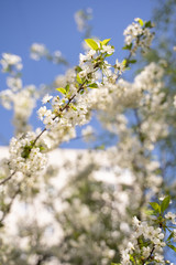trees of apple, cherry, pear blossom in spring in a city park, garden