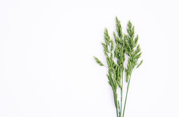 Green grass on a white background, composition. Floral spring background. Flat lay, space for text.