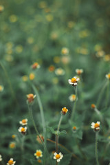 field of yellow flowers