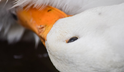 Fototapeta premium close up of a white duck