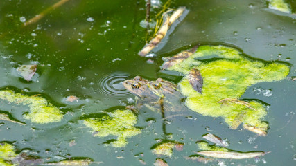 Fototapeta premium Photography of a couple of frogs copulating in the lake