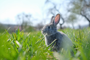 Small grey rabbit in green grass closeup. Can be used like Easter background. Animal photography