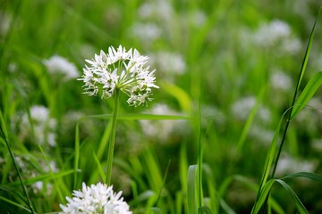 White Dandelion Sways in Long Grass